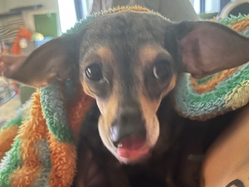 Dachshund – Chiweenie (Chewy)