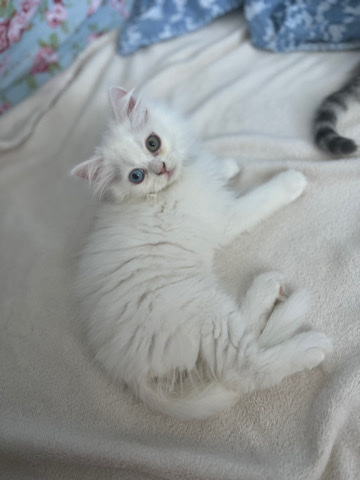 British Shorthair – Bkh Cat’s