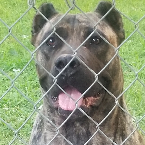 Perro de Presa Canario – Presa canaria