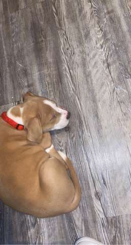 American Pit Bull Terrier – Cali