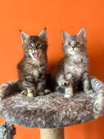 Maine Coon – Kittens Main ****  MCR
