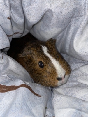 Adopt guinea pig Female Guinea pig adoption in your area