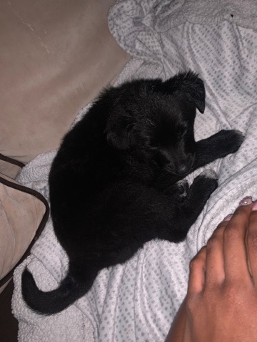 Labrador Retriever – puppy