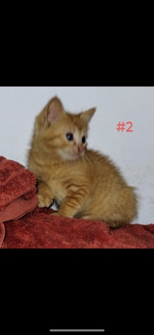 American Shorthair – Orange Kitten 9 weeks Old *** Unsure