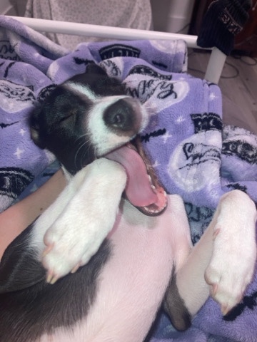Italian greyhound