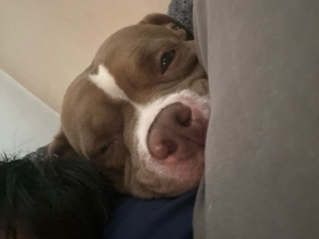 Bull Terrier (Miniature) – Pocket Pitbull – Danbury