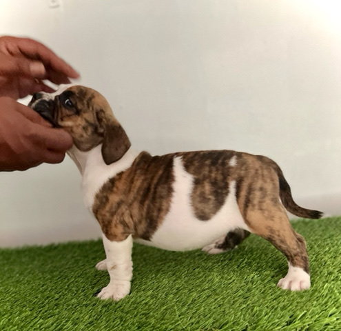 American Pit Bull Terrier – American bully