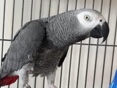 African Grey – African grey – Eastleigh