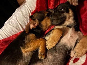 Parson Russell Terrier - süße Welpen abzugeben  available for adoption in Vellmar