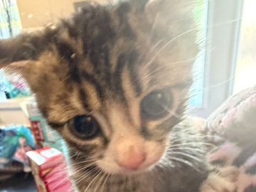 Layla the kitten – Leeds