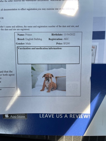 Bulldog – English Bulldog Male 12 weeks