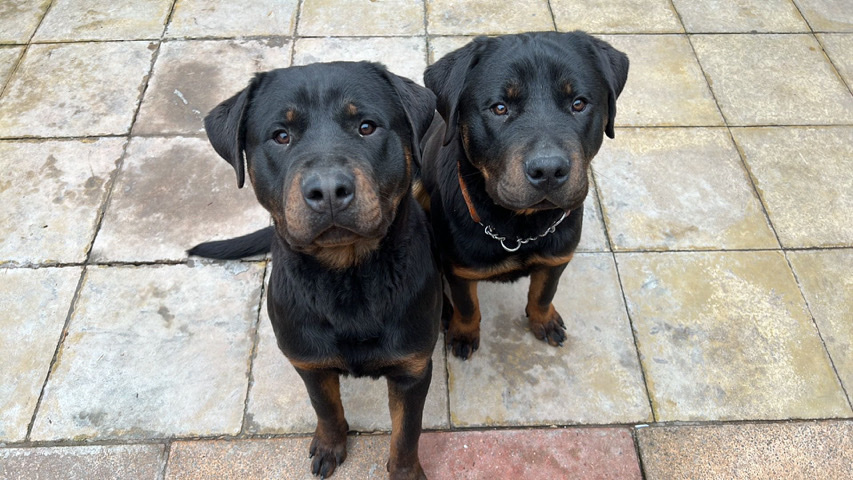 Rottweiler – Rottweiler