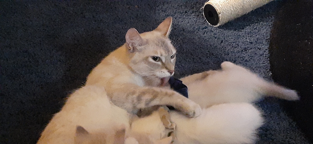 Ragamuffin – ragamese blue lynx female