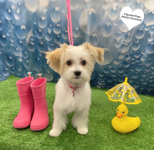 Morkie puppy’s dur in two weeks!
