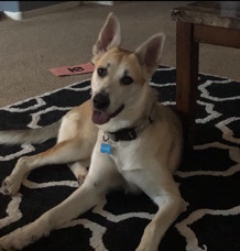 Siberian Husky – Female German Shepherd Husky