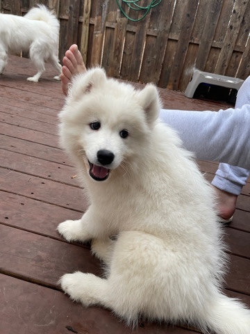 Samoyed – 100% Samoyed- Maya