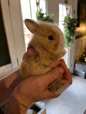 Lionhead – lionhead bunnies