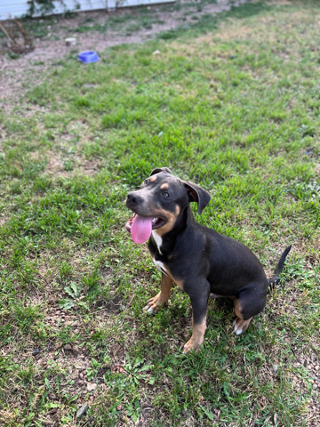 American Pit Bull Terrier – Louie Rehoming