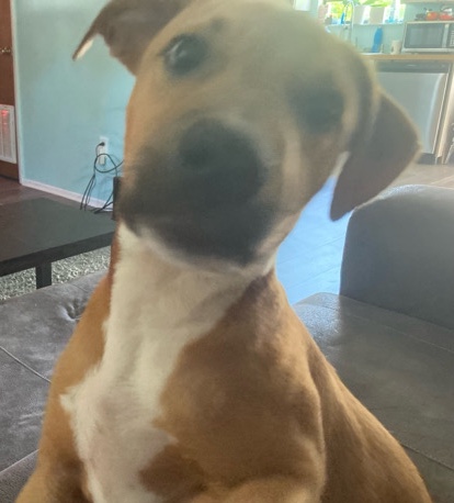 Labrador Retriever – Duce 9month old puppy