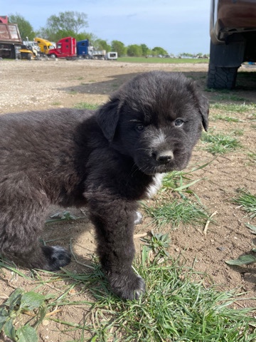 Labrador Husky – Selling a pet, looking for home.