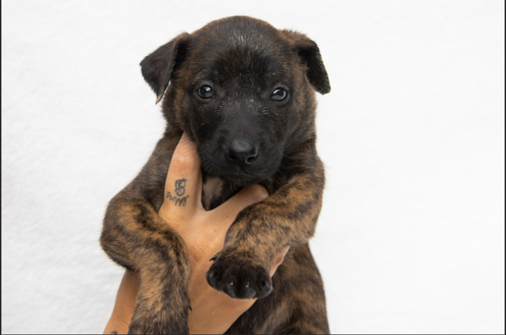 Belgian Shepherd Dog (Malinois) – Belgian Malinois Puppy’s