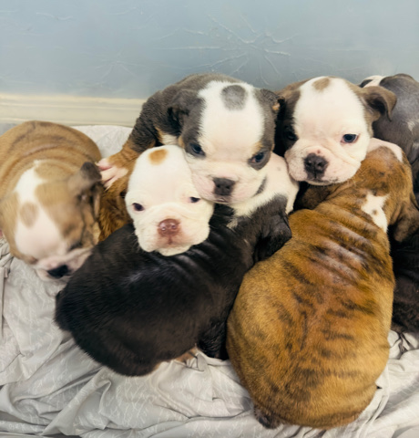Bulldog – English Bulldog need a new caring home