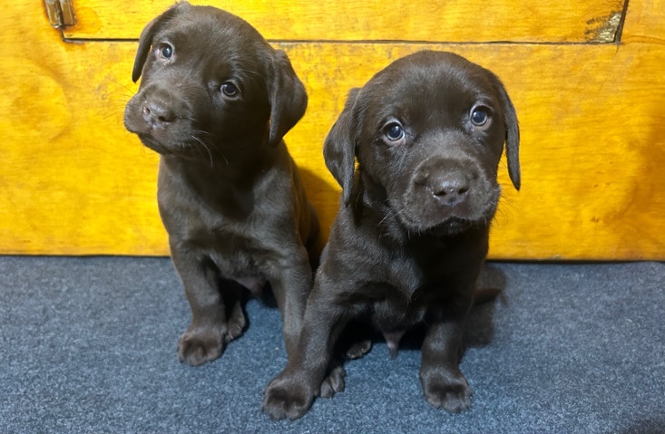 Labrador Retriever – purebred lab puppies