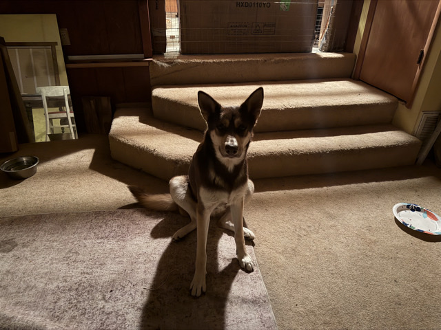 German Shepherd – husky/shepeard – Blue Eye