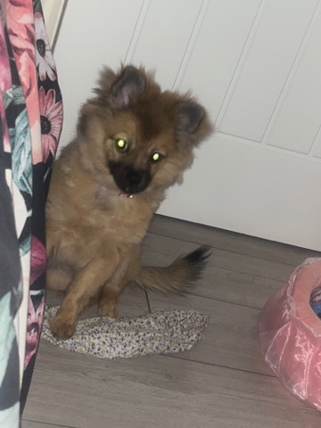 Pomeranian – I have a pomarain for sell