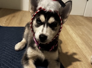 Full Breed Husky Pups 