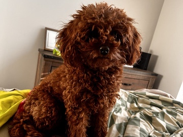 Golden Retriever – Toy Goldendoodle