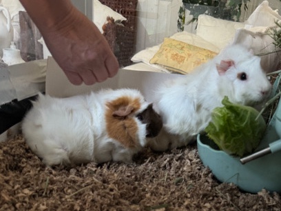 Two Young Guinea Pigs Need a New Home