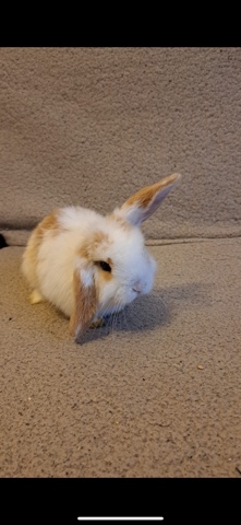 Mini Lop – mini lop female 13 weeks