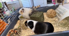 Any – 2 male intact Guinea pigs