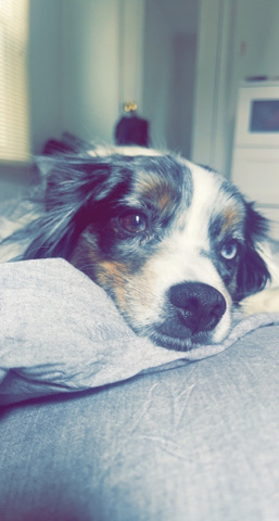 Miniature Australian Shepherd β Chloe the cuddle bug π