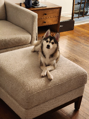 Pomsky Who Needs A Better Home – Lenexa