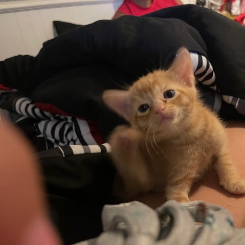 kittens