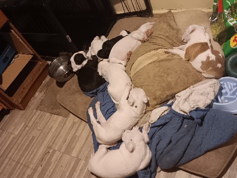 American Pit Bull Terrier – ready for a new home – Linden