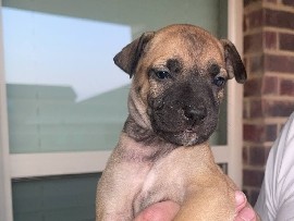 German Shepherd - husky/ German shepherd puppies  available for adoption in Dallas