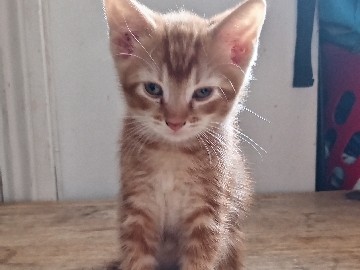 British Shorthair – kittens for sell – Greater London