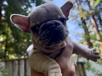 French Bulldog – Frenchie – Ben Lomond