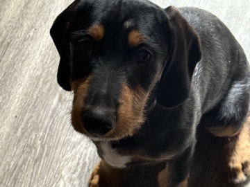 Doberman Pinscher – doberman puppy needs a  home – Dallas