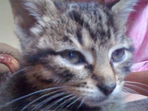 Russian White, Black and Tabby – this is a baby cat about 3-4 months old