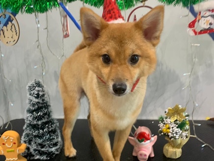 Shiba Inu – REHOMING POM SHI – Singapore