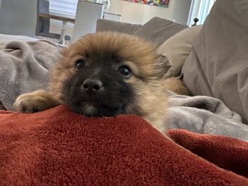 These two puppies were born on October 16th, they are Australian Pom, a mix between a toy Australian