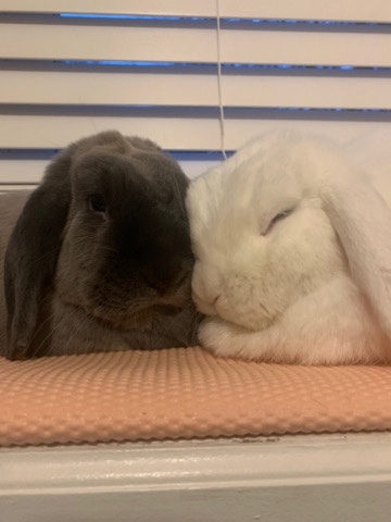 Holland Lop – Olive and Opal