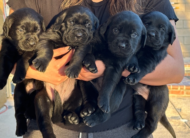 Rottweiler – rehoming puppies