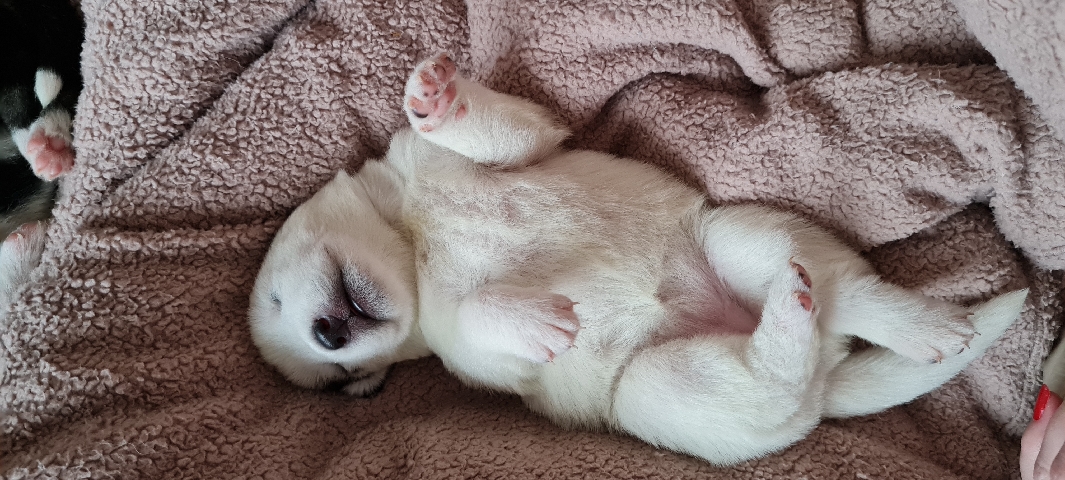 Siberian Husky – shepsky puppys third husky quarter German shepard