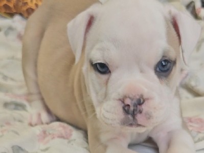 Olde English Bulldogge – olde english bulldogges – Dalton