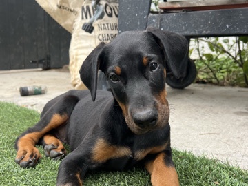 Doberman Pinscher – rehoming doberman puppy – Los Angeles